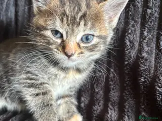 Mixed Breed cats Beautiful Tortoiseshell & ginger kittens - Advert 2
