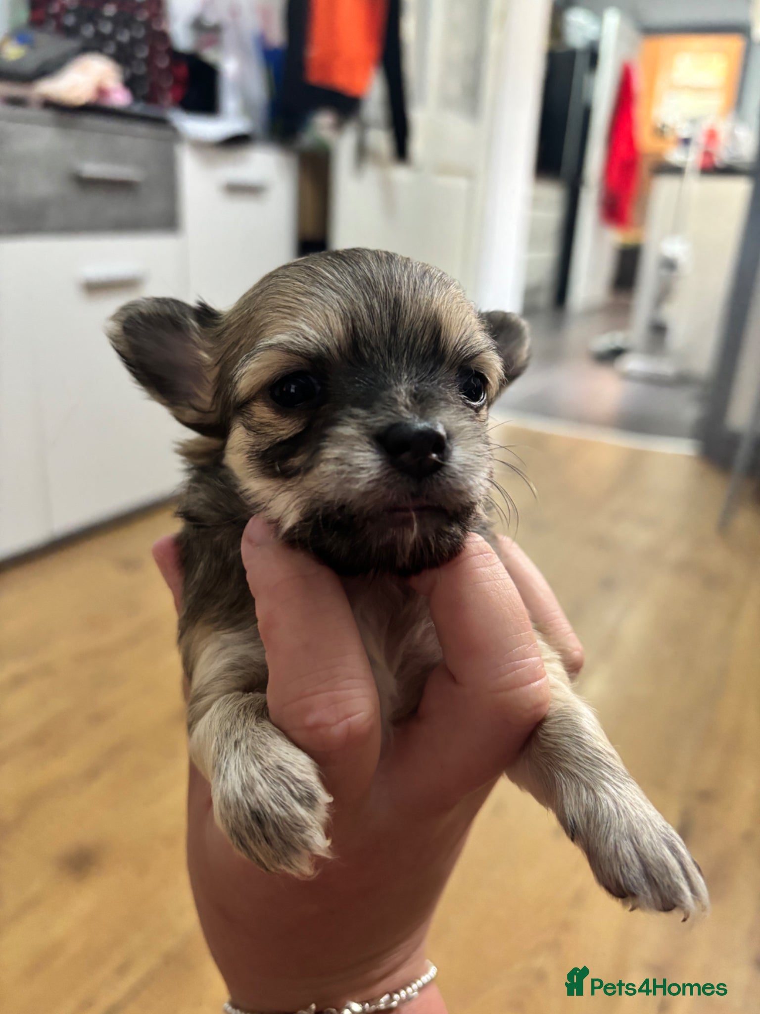 Chihuahua dogs Long haired chihuahua puppies  - Advert 8