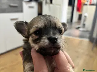 Chihuahua dogs Long haired chihuahua puppies - Advert 8