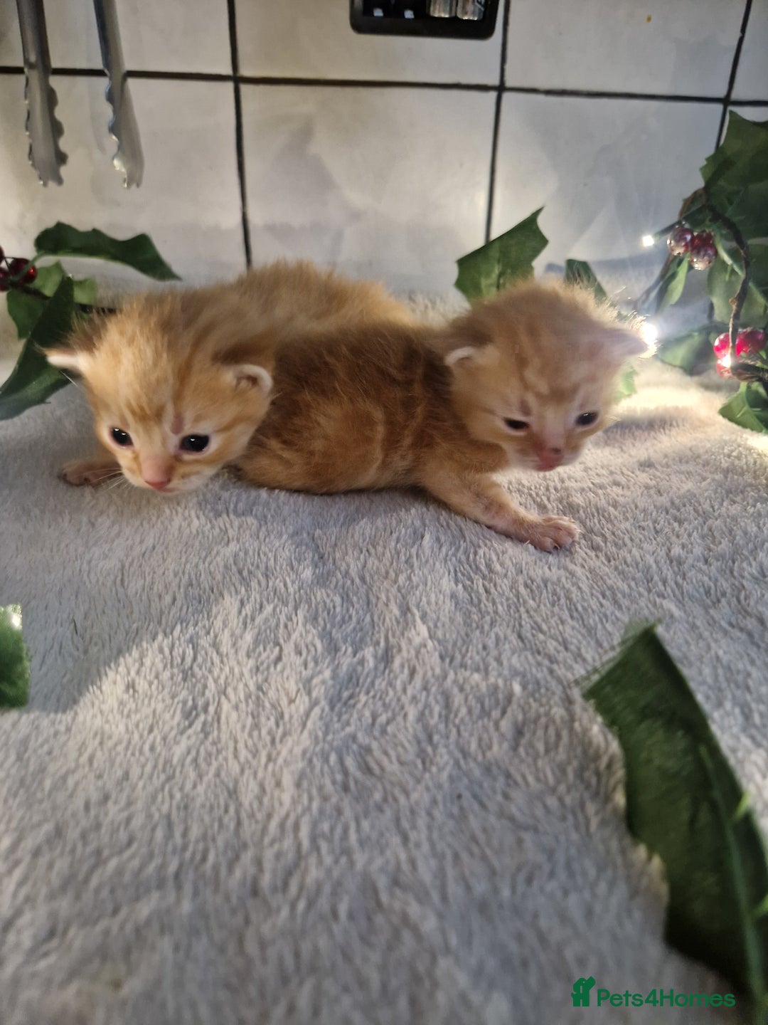 Mixed Breed cats for sale: 1 beautiful ginger&white kitten - Advert 23