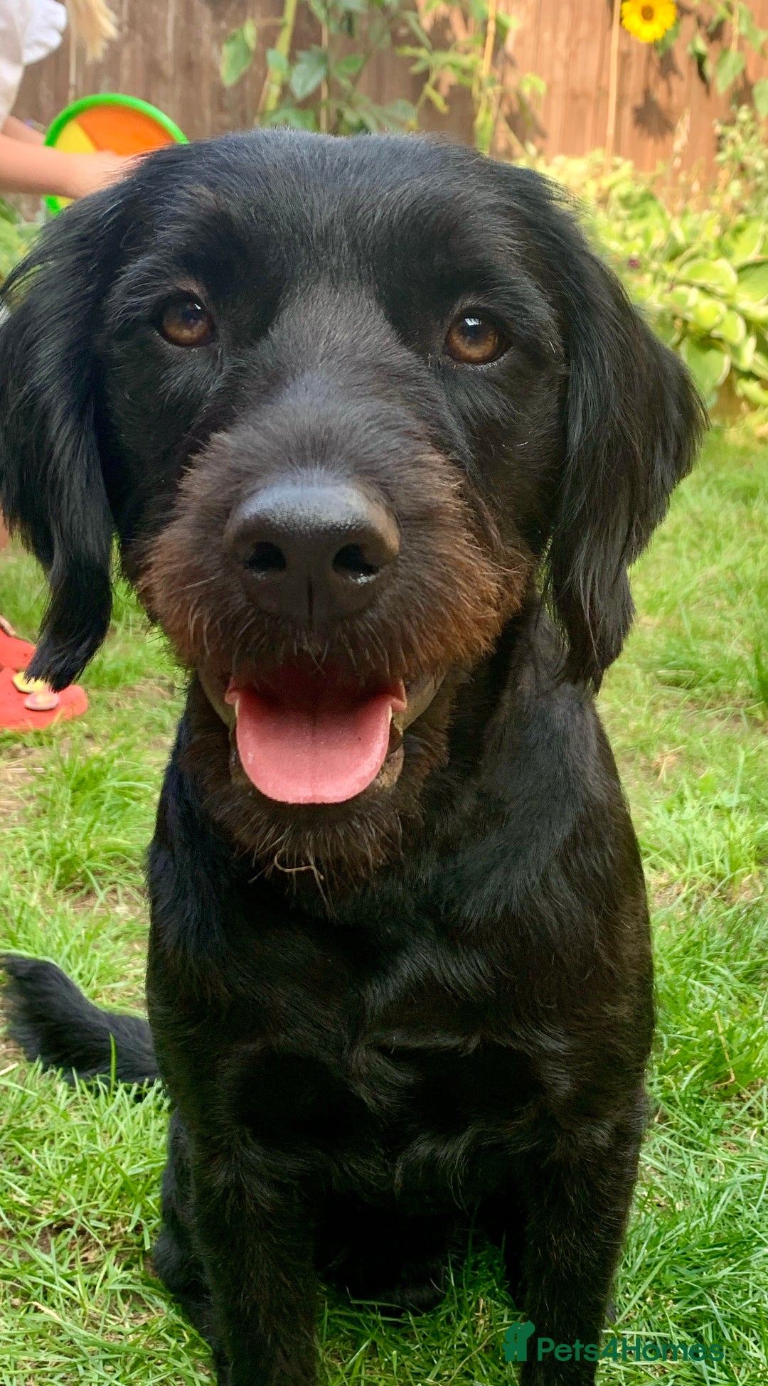 Labradoodle dogs for sale: Oscar - Labradoodle - Image 3