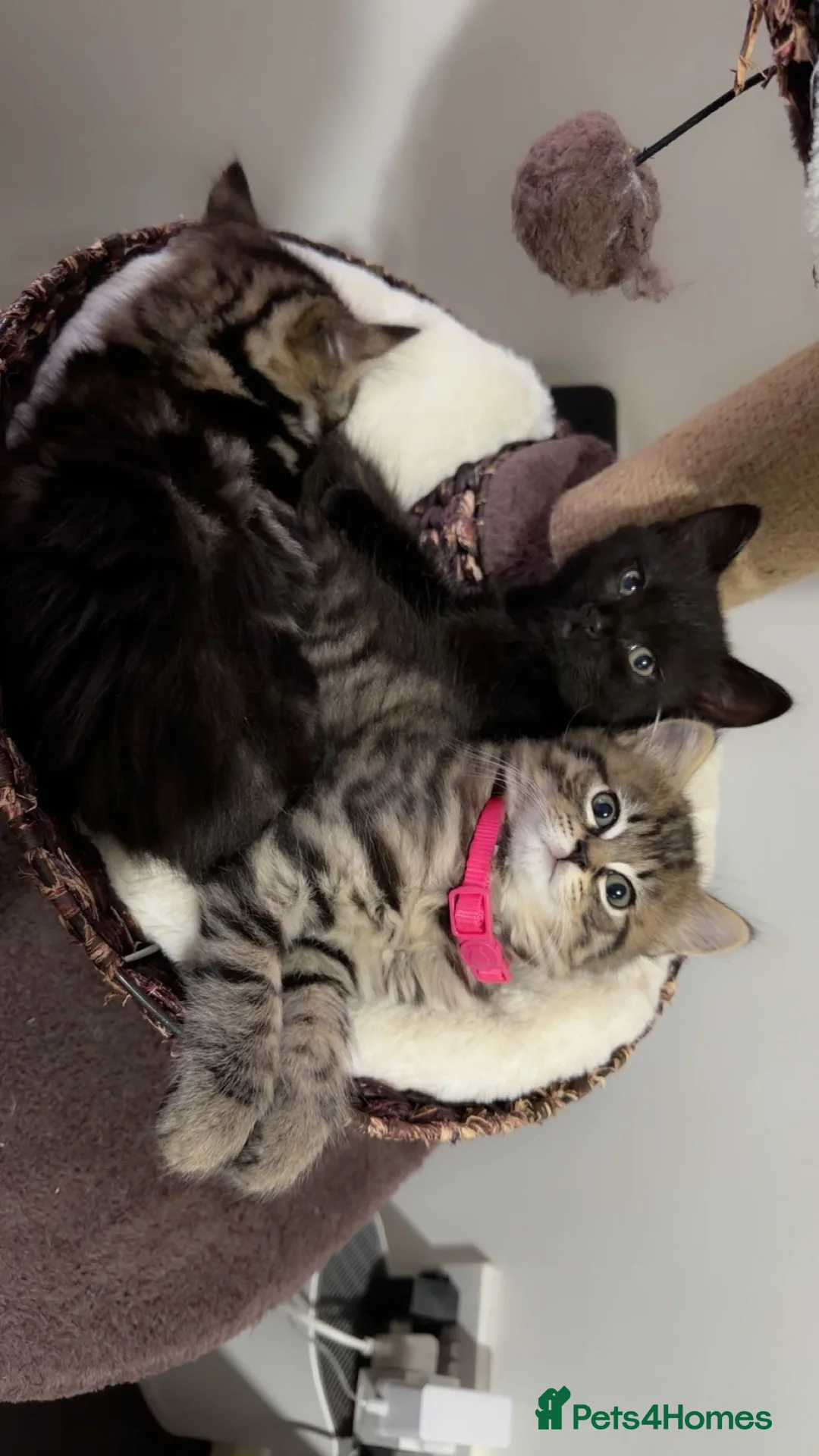 British Shorthair cats for sale: Kitten  - Advert 14