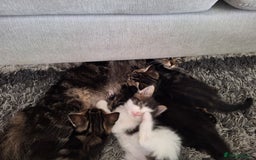 Ragdoll cats for sale: Kittens  - Image 4