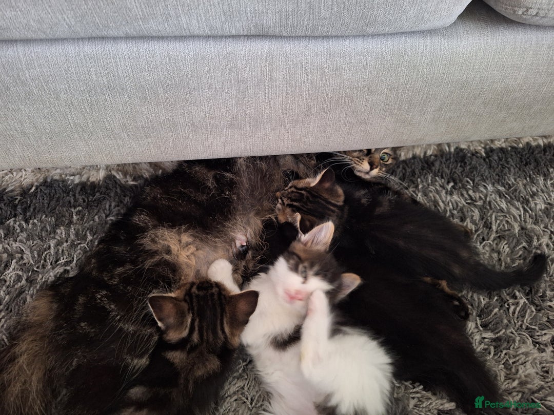 Ragdoll cats for sale: Kittens  - Image 4