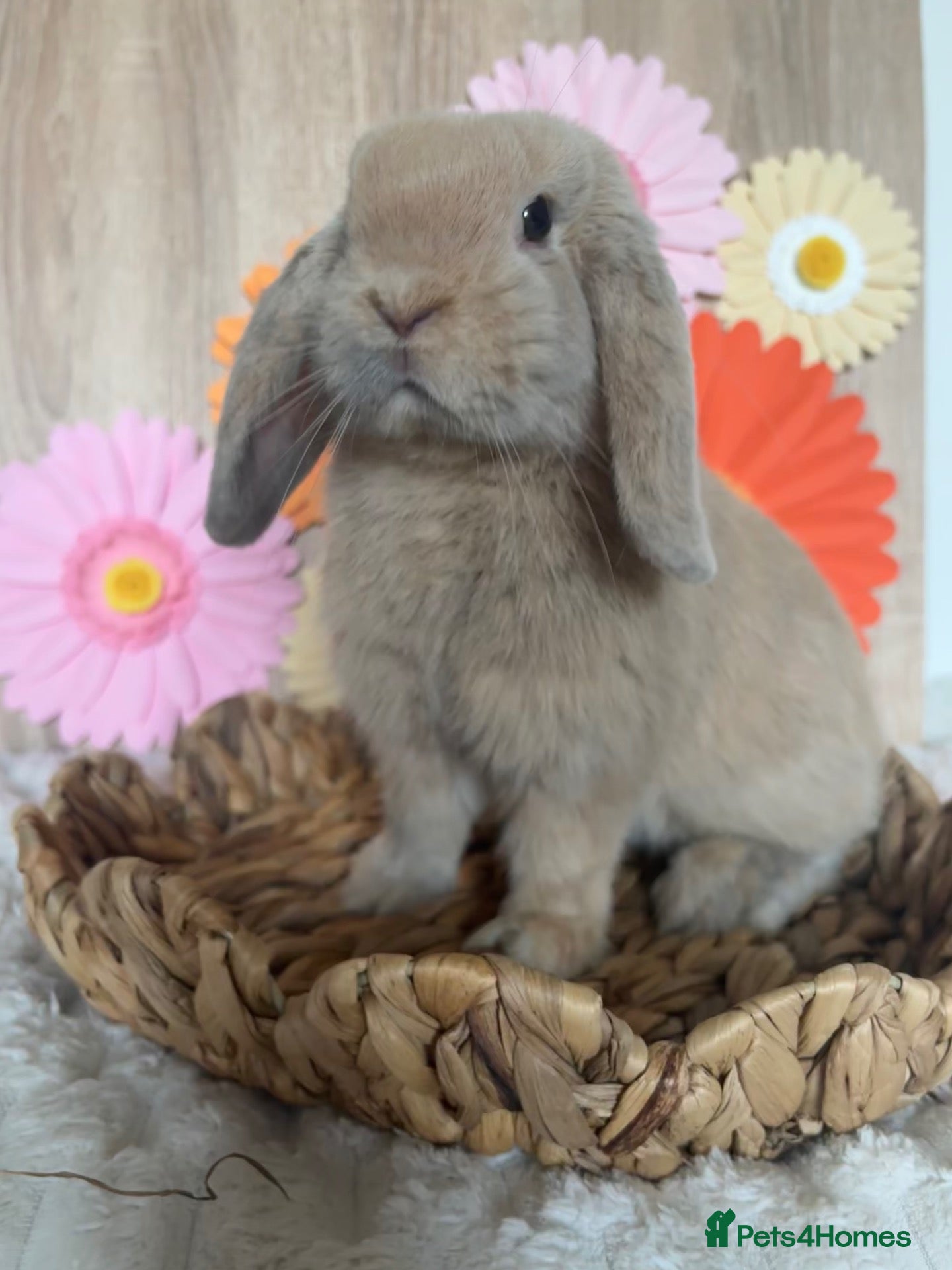 Mini Lop rabbits 18 WEEKS OLD 🐰 Lilac Harli Buck Pet Home Only 🐰 - Advert 1