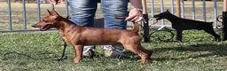 Miniature Pinscher dogs for sale: Female Miniature Pinscher 18 Months – Show Quality - Advert 12