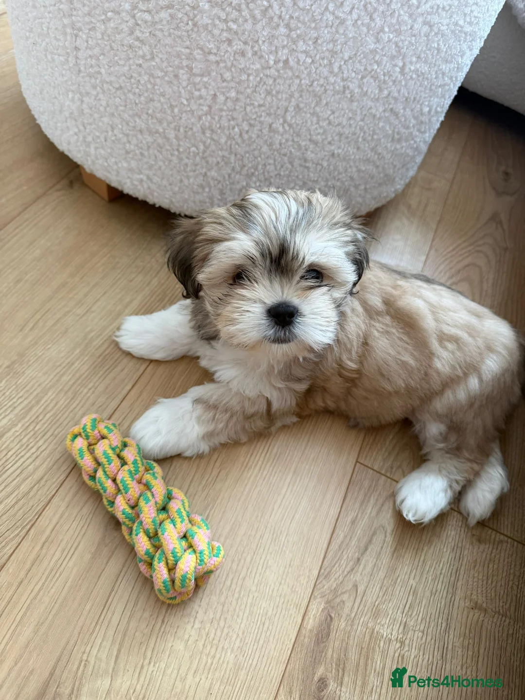 Lhasa Apso dogs for sale: Lhasa Apso Female Puppy for a loving home - Advert 10