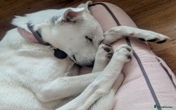 Mixed Breed dogs for sale: Meet Indy – Seeking a Safe and Loving Home - Image 2