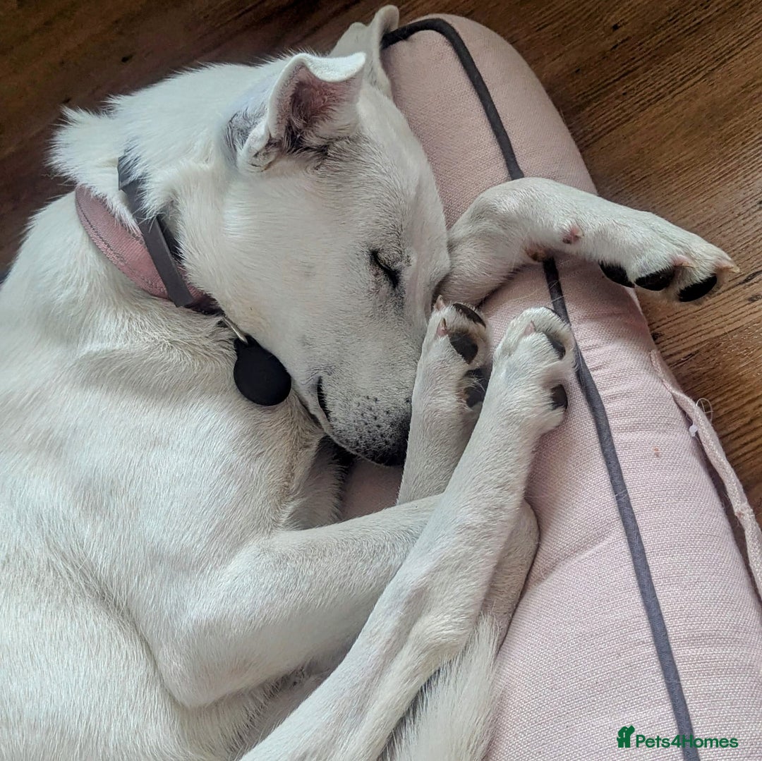 Mixed Breed dogs for sale: Meet Indy – Seeking a Safe and Loving Home - Image 2