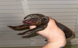 Dobermann dogs for sale: Champion bloodline  - Advert 5