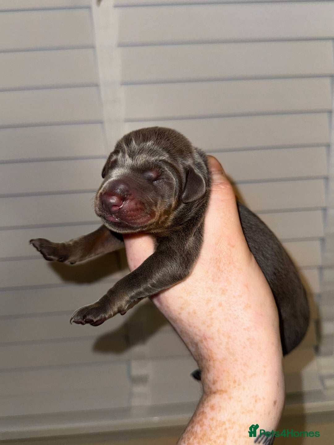 Dobermann dogs for sale: Champion bloodline  - Advert 5