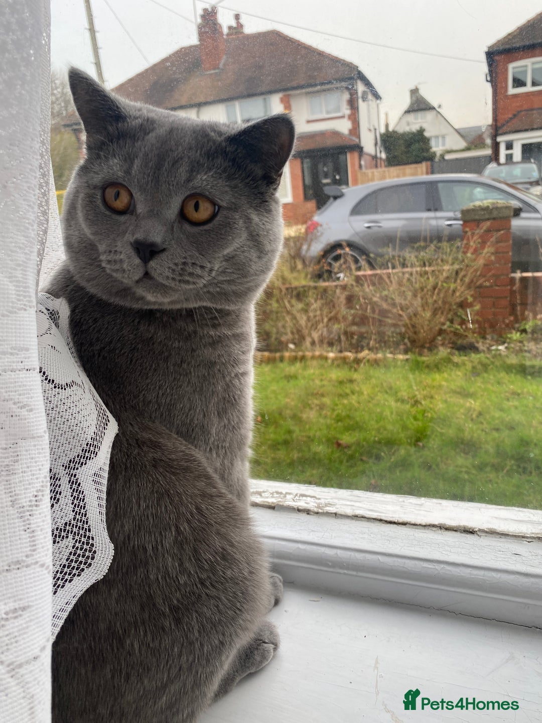 British Shorthair cats for sale: British Shorthair Male – Plush Silver Coat - Advert 7
