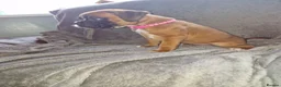 Boxer dogs for sale: 4 k.c boxer puppies ready for there new homes  in Sowerby Bridge - Advert 11