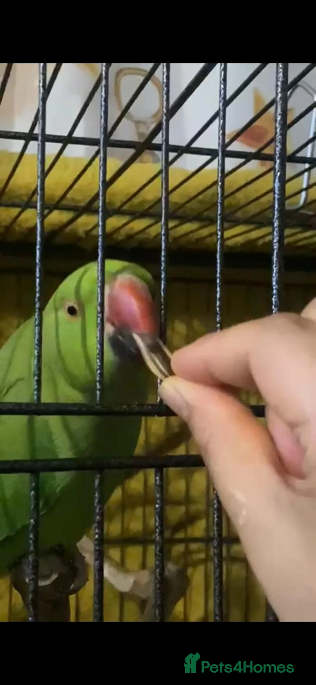 Ringnecks birds for sale: indian ringneck parrot  - Advert 2