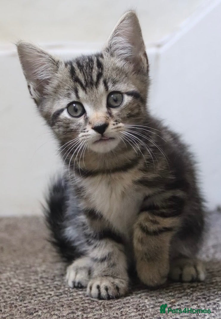 Mixed Breed cats Stunning, friendly part Siamese kittens ready now  - Advert 1
