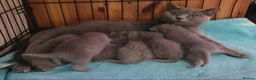 British Shorthair cats for sale: British Blue shorthair kittens  - Advert 1