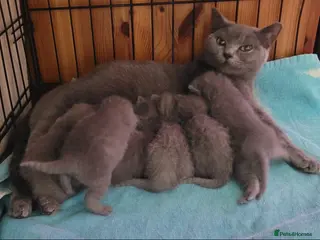 British Shorthair cats British Blue shorthair kittens - Advert 4