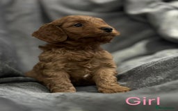 Cockapoo dogs for sale: Cockapoo F1b non moulting health tested puppies  - Image 24