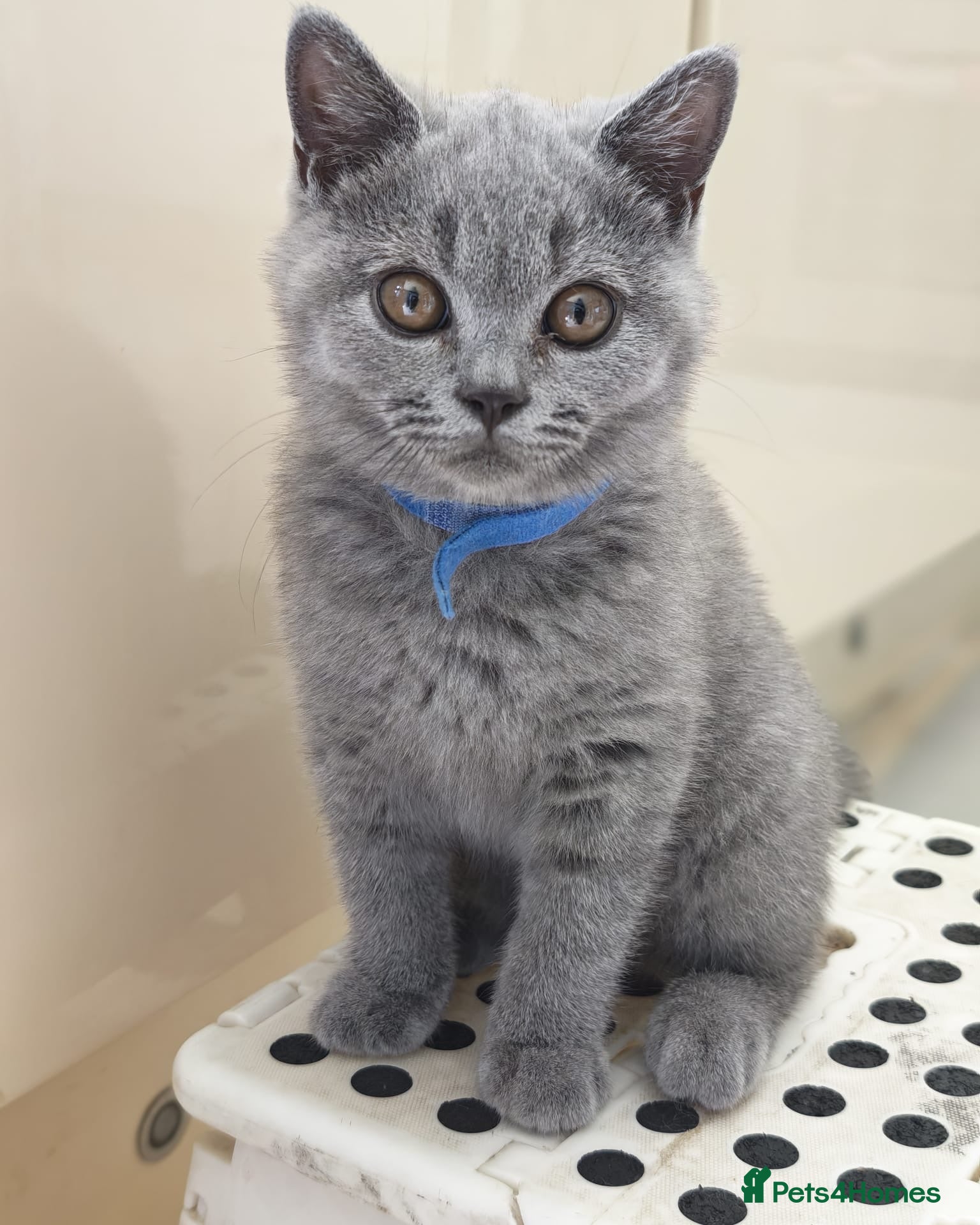 British Shorthair cats 2 Beautiful BSH Ready to Leave - GCCF Registered - Advert 2