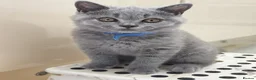 British Shorthair cats for sale: 2 Beautiful BSH Ready to Leave - GCCF Registered - Advert 2