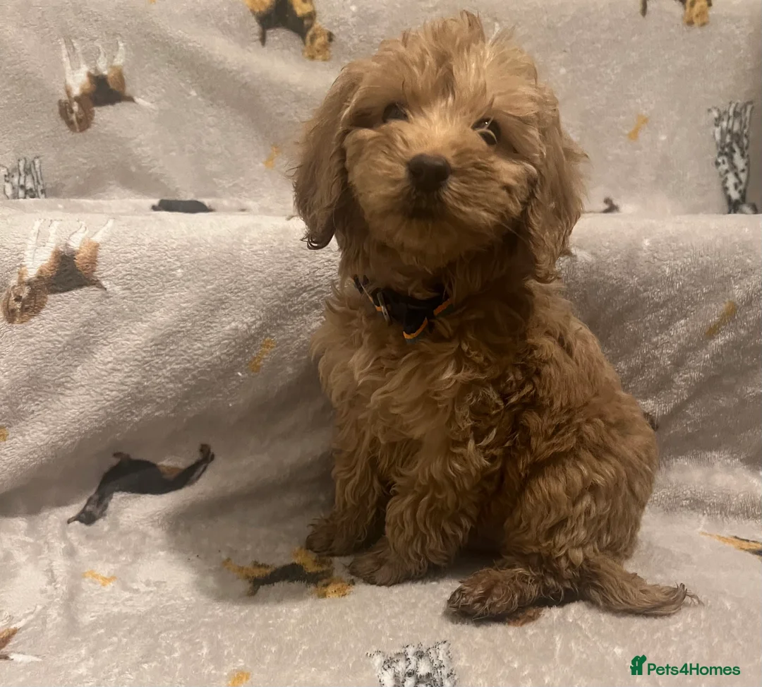 Cockapoo dogs for sale: Cockapoo puppies - Advert 2