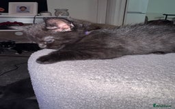 Mixed Breed cats for sale: 🐾 Beautiful Black & Tuxedo Kittens - Advert 8