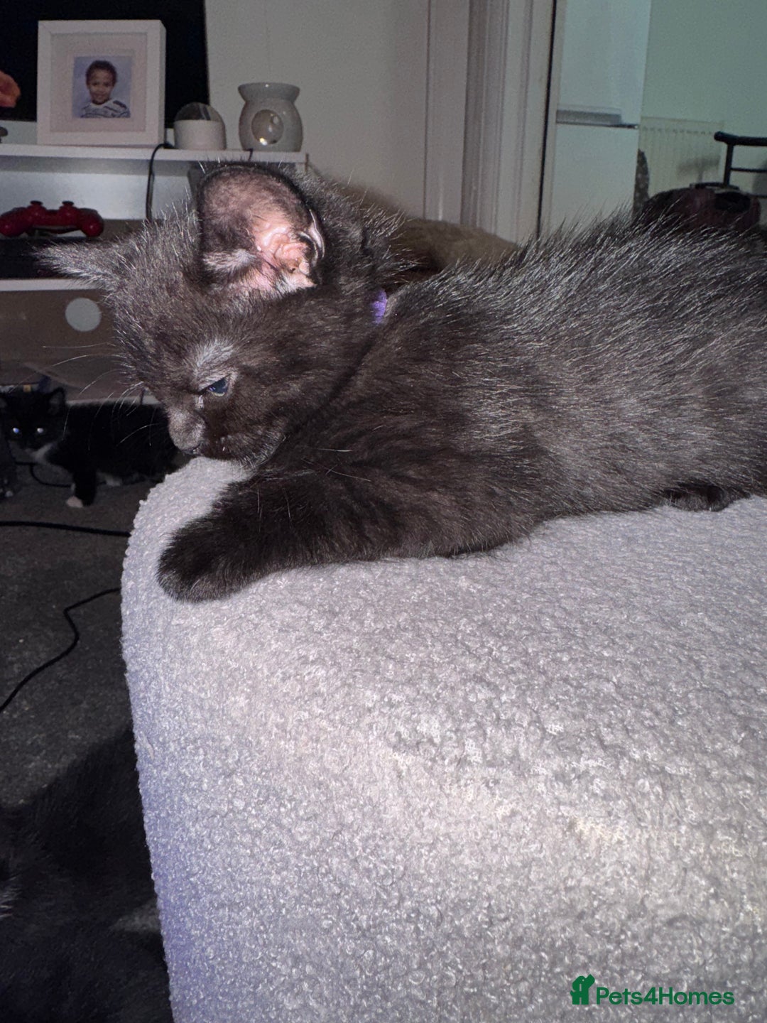 Mixed Breed cats for sale: 🐾 Beautiful Black & Tuxedo Kittens - Advert 8