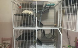 Rat rodents for sale: Heidi and Pheobe (with cage) - Image 7