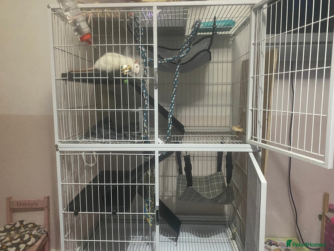 Rat rodents for sale: Heidi and Pheobe (with cage) - Image 7