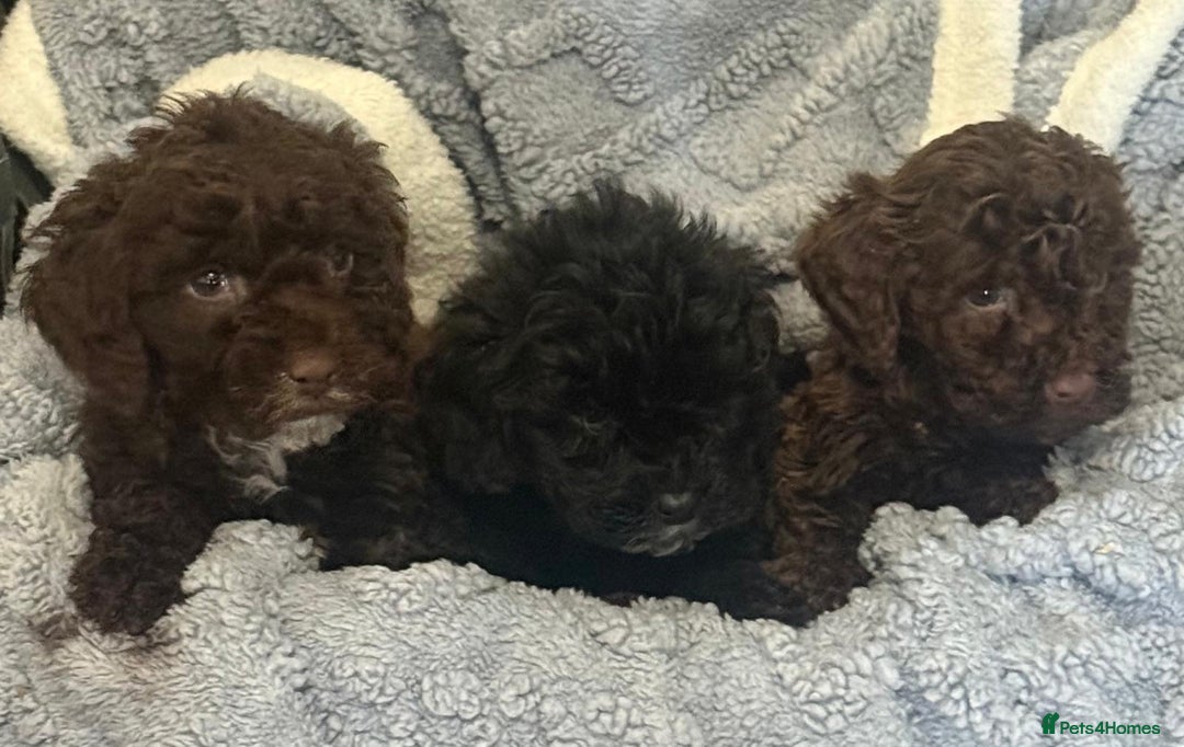 Cockapoo dogs for sale: F1 truly stunning Cockerpoo puppies ready to leave - Advert 3