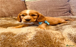 Cocker Spaniel dogs for sale: Stunning Litter of KC Reg Cocker Spaniel Puppies - Image 7