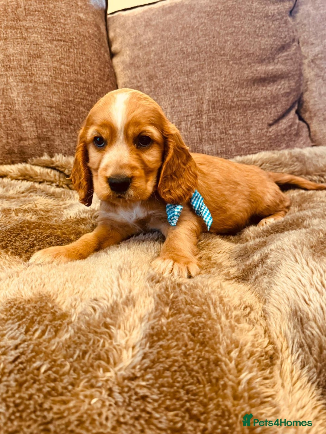Cocker Spaniel dogs for sale: Stunning Litter of KC Reg Cocker Spaniel Puppies - Image 7