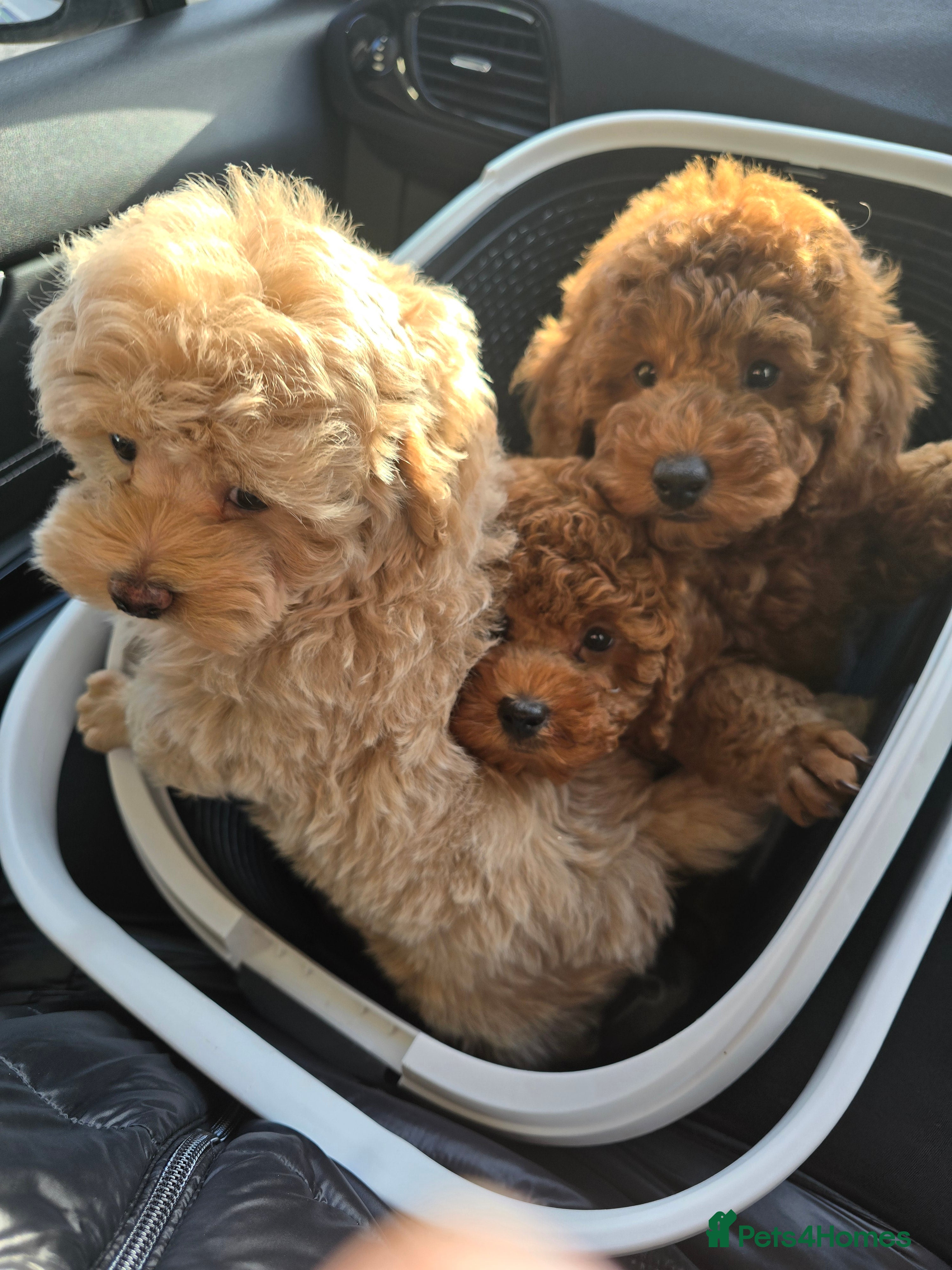 Maltipoo dogs Maltipoo  - Advert 2