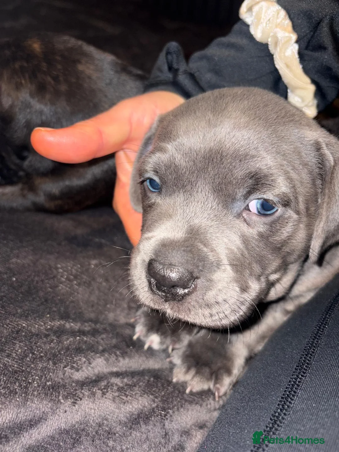 Staffordshire Bull Terrier dogs for sale: Blue Staffordshire terrier  - Advert 2