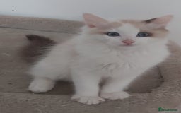 Ragdoll cats for sale: RAGDOLLS BOYS BICOLOUR VACCINATED MICROCHIPED  - Image 12