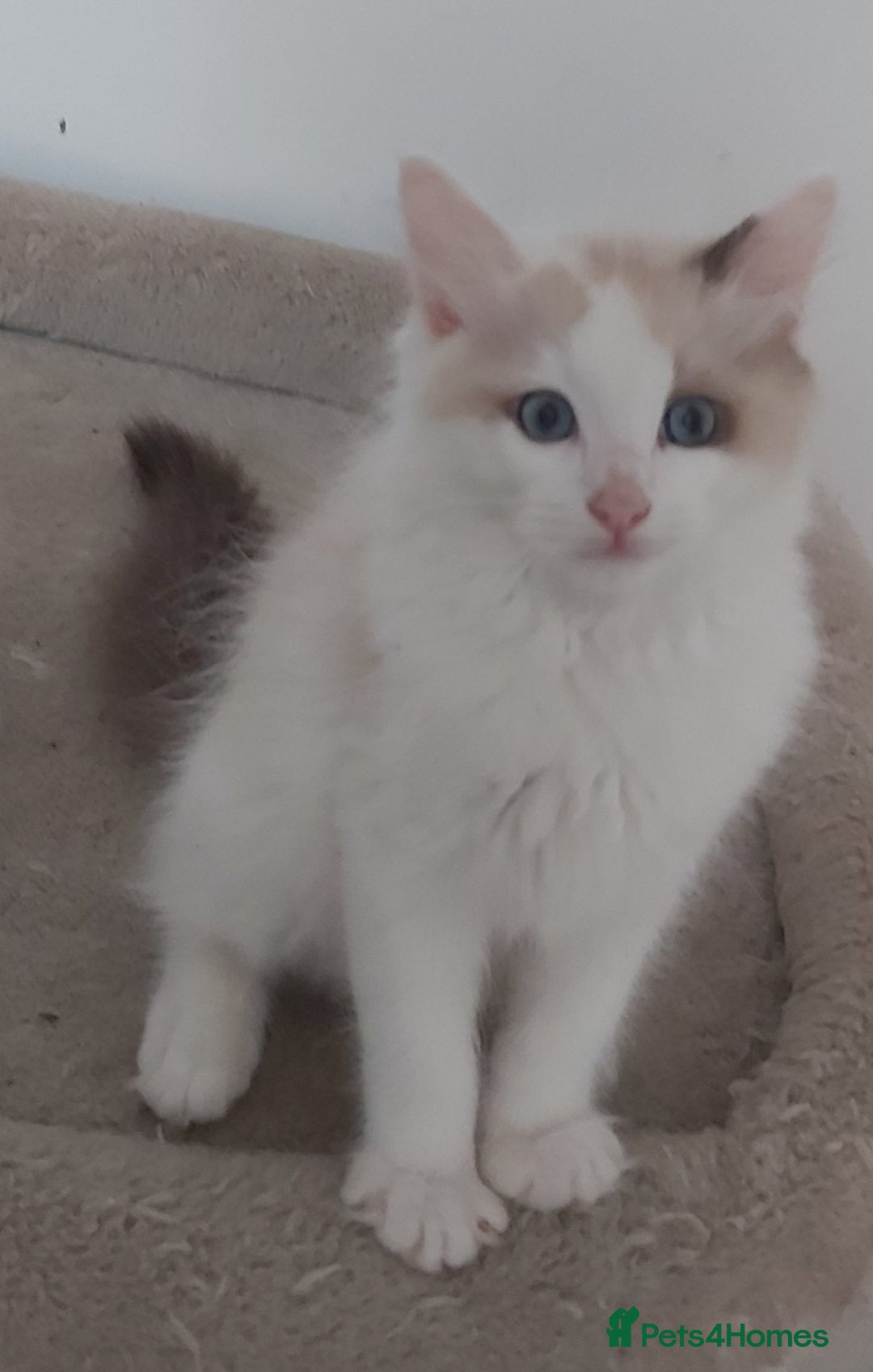 Ragdoll cats for sale: RAGDOLLS BOYS BICOLOUR VACCINATED MICROCHIPED  - Image 12