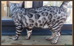 Bengal cats for sale: Beautiful big Silver spotted Bengal boy (ex stud) - Advert 4