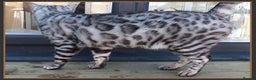Bengal cats for sale: Beautiful big Silver spotted Bengal boy (ex stud) - Advert 4
