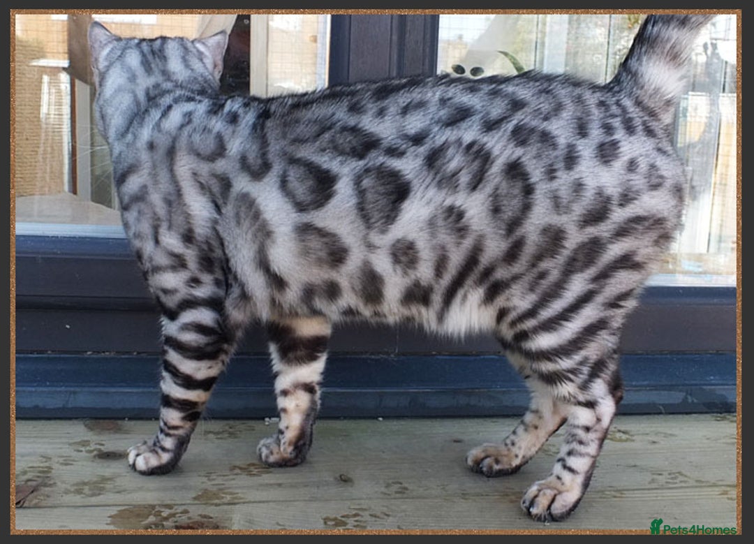 Bengal cats for sale: Beautiful big Silver spotted Bengal boy (ex stud) - Advert 4