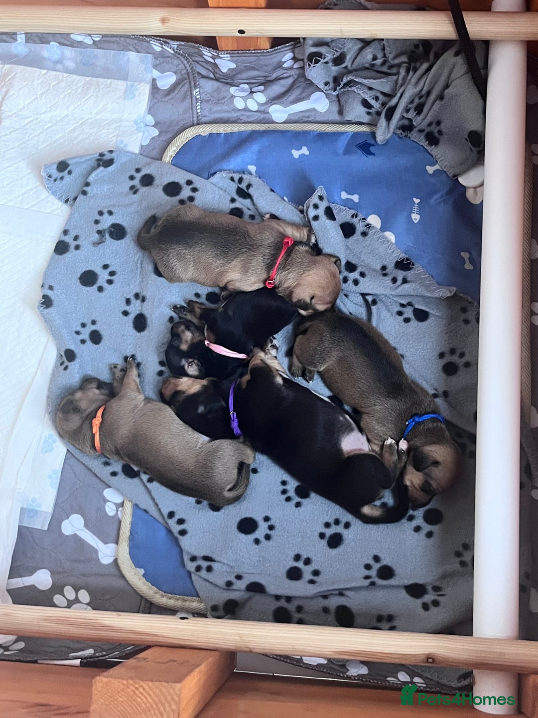 Mixed Breed dogs for sale: 5 Jack Russell x miniature dashound puppies £800 - Image 21