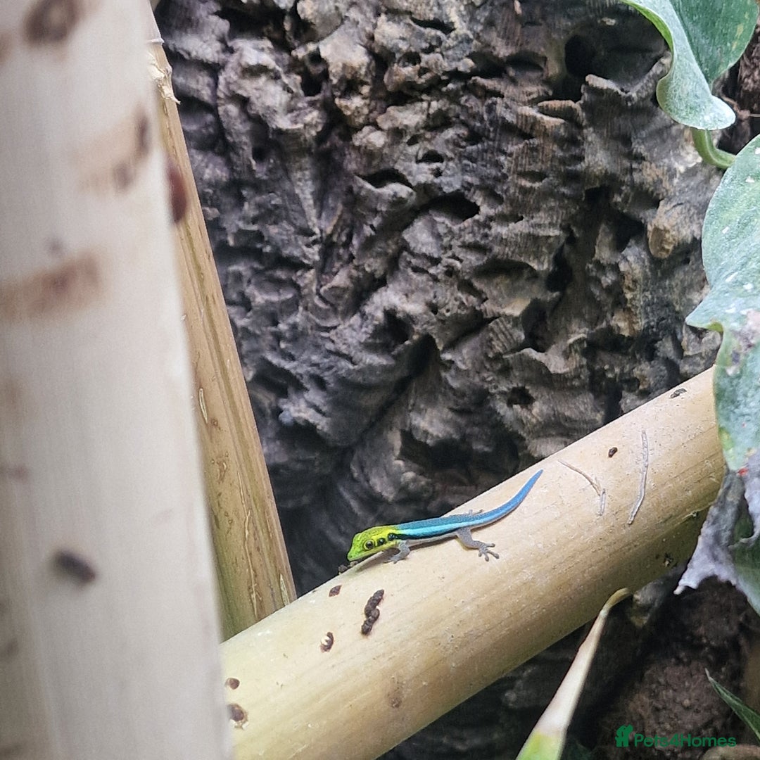 Gecko reptiles for sale: Phelsuma Klemmeri neon day gecko juveniles - Image 1