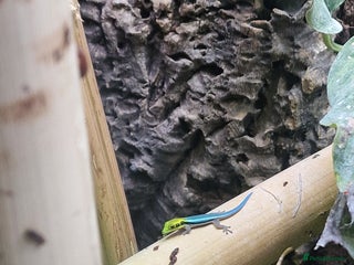 Gecko reptiles - Advert 15