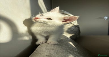 Maine Coon cats - Advert 7