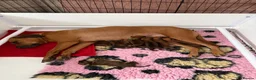 Rhodesian Ridgeback dogs for sale: Rhodesian Ridgeback Puppies born 21st June 2026 - Advert 16