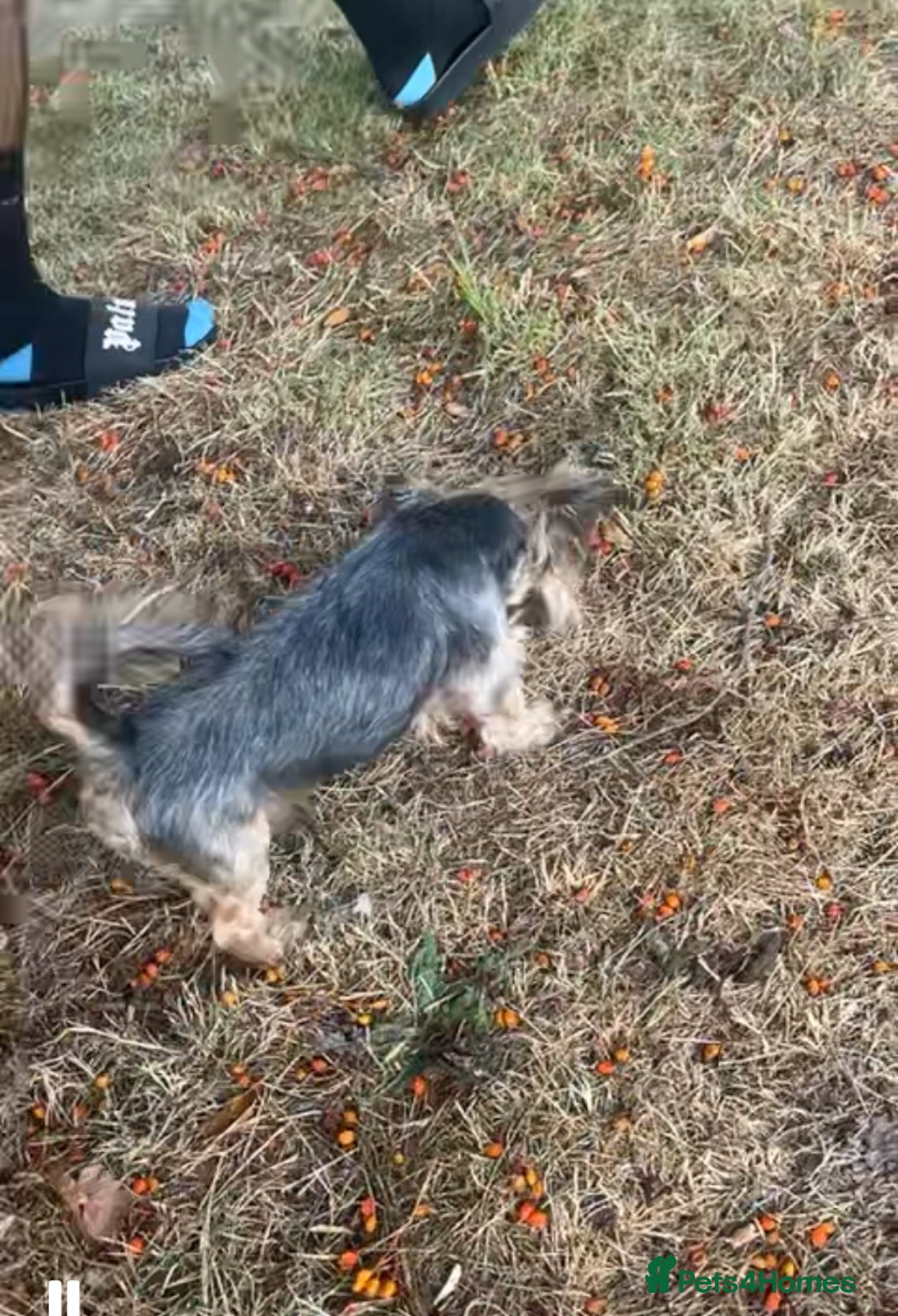 Mixed Breed dogs for sale: Chico🐾 - Image 1