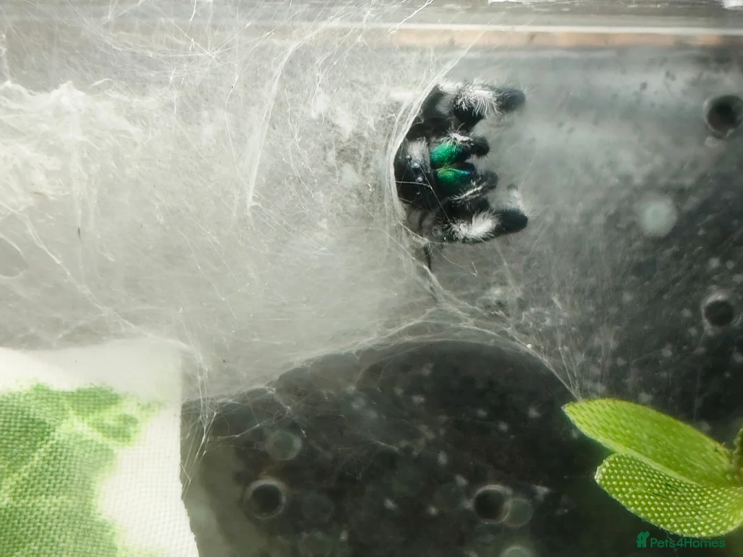 Spiders invertebrates for sale: jumping spider soroa - Advert 3