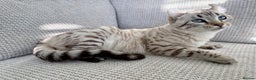 Keetso cats for sale: Super wild looking poly curled eared leopard  - Advert 14