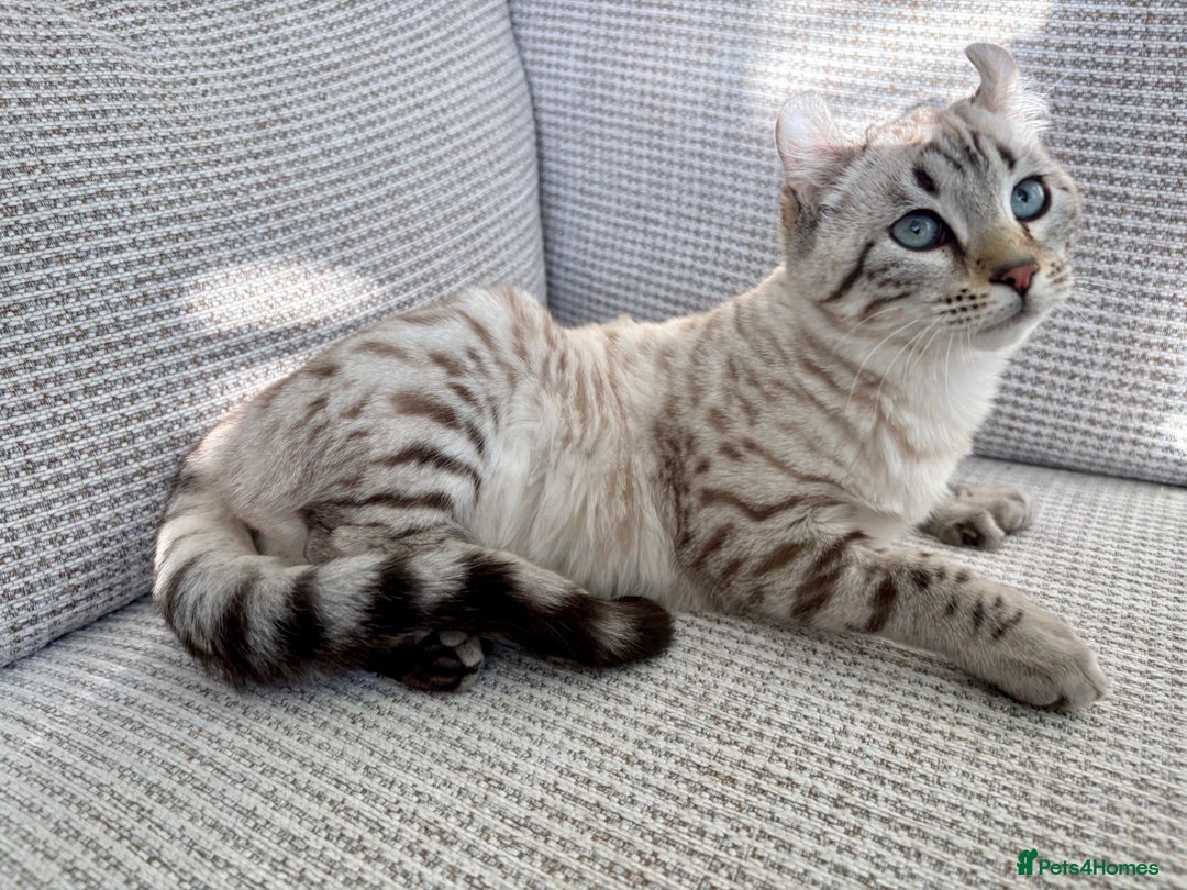 Keetso cats for sale: Super wild looking poly curled eared leopard  - Advert 14