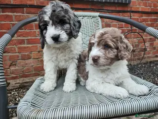 Cockapoo dogs Cockapoo Puppies F1 - Advert 12