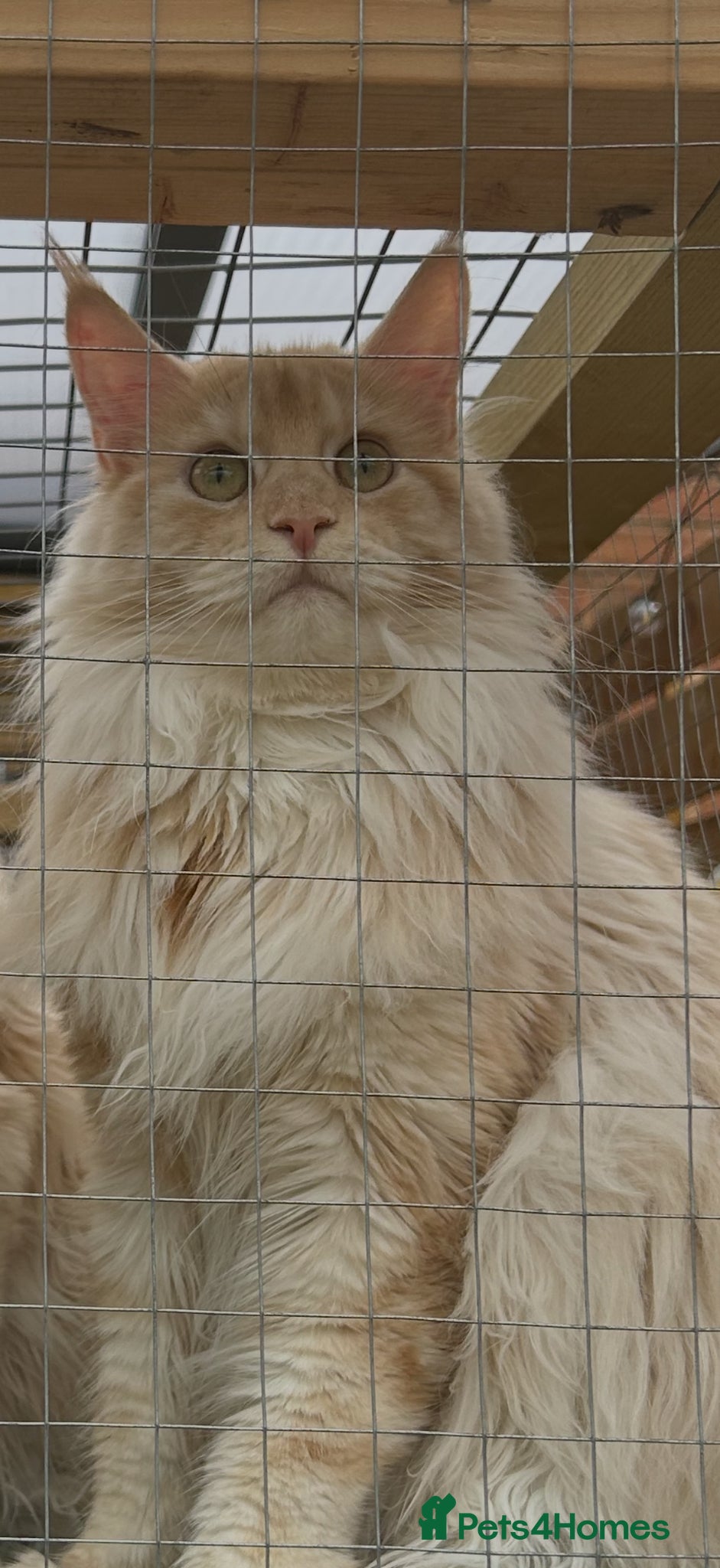 Maine Coon cats Adult female Maine Coon for sale - Advert 2